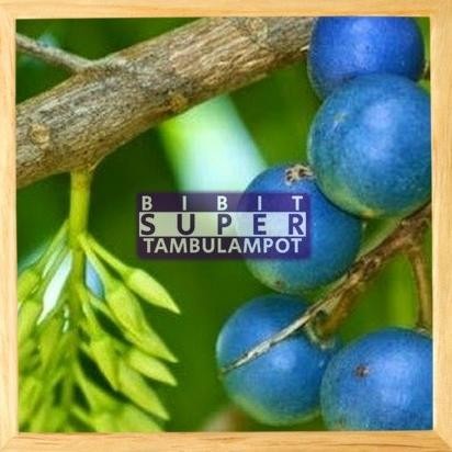 VIRALL Bibit Tanaman Buah jenitri Okulasi Stek Cangkok Unggul aa33