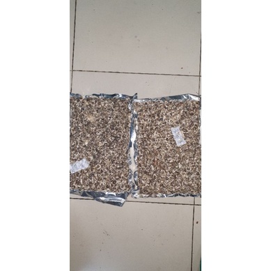 

biji kelor sayap / bulu 500 gr 辣木
