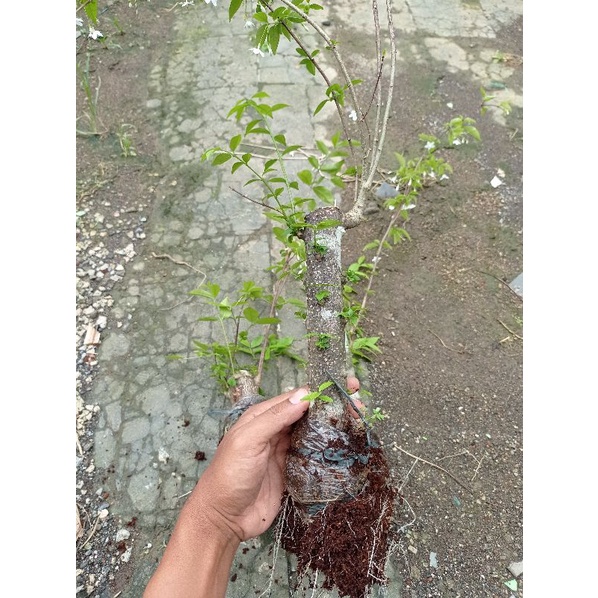 Anting Putri Cangkok Besar