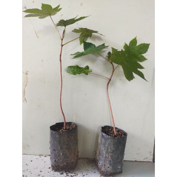 TANAMAN HERBAL JARAK KEPYAR MERAH