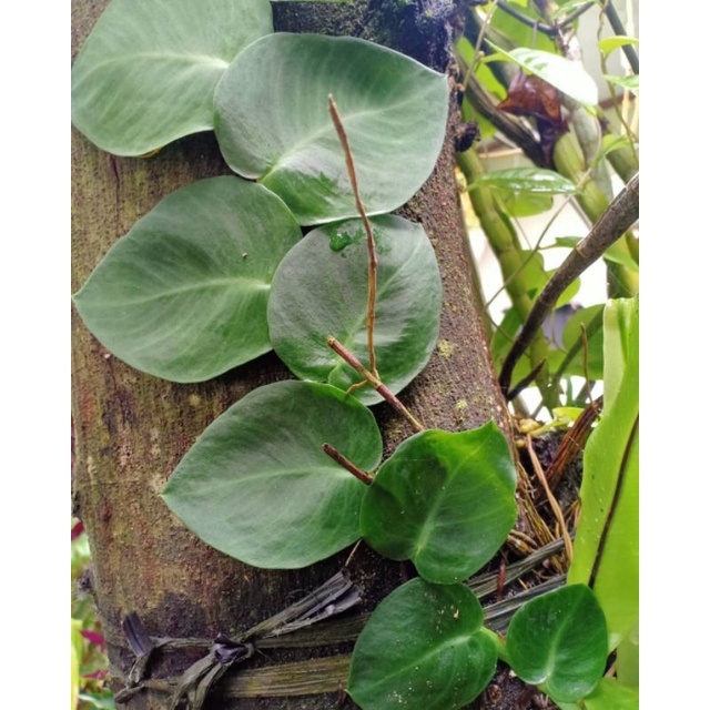 Daun dolar / dolar rambat (Ficus pumila) / Tanaman hias rambat dolar besar / daun dolat rambat kecil