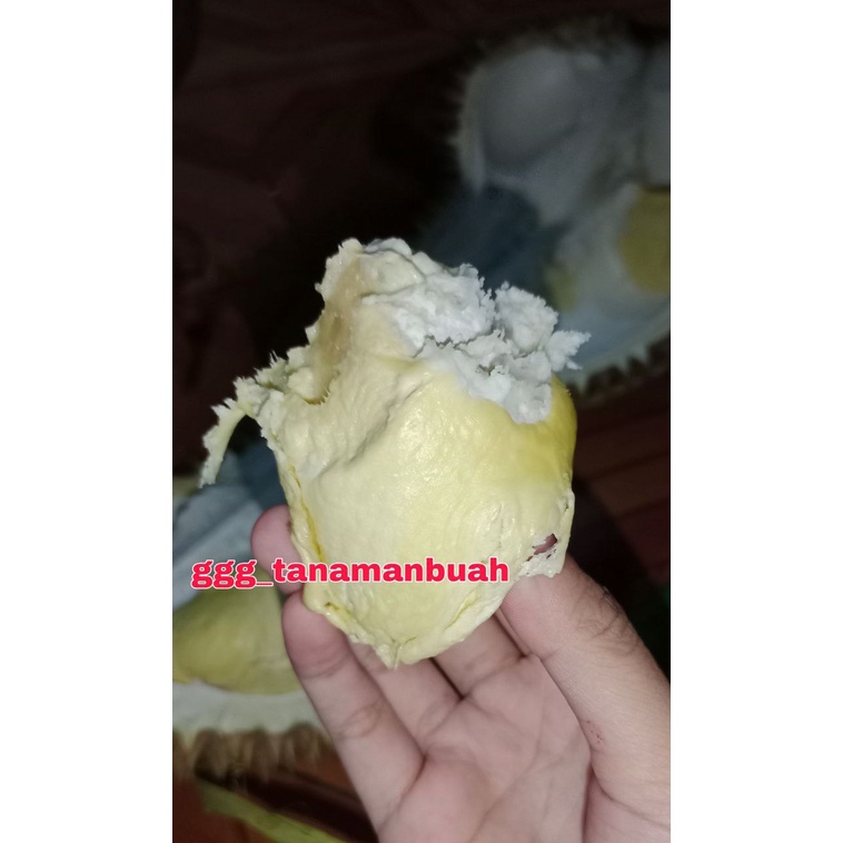 Bibit Durian Monthong Kaki 3 okulasi Cepat Berbuah