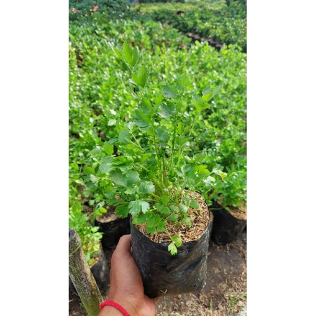 tanaman herbal/sayur seledri