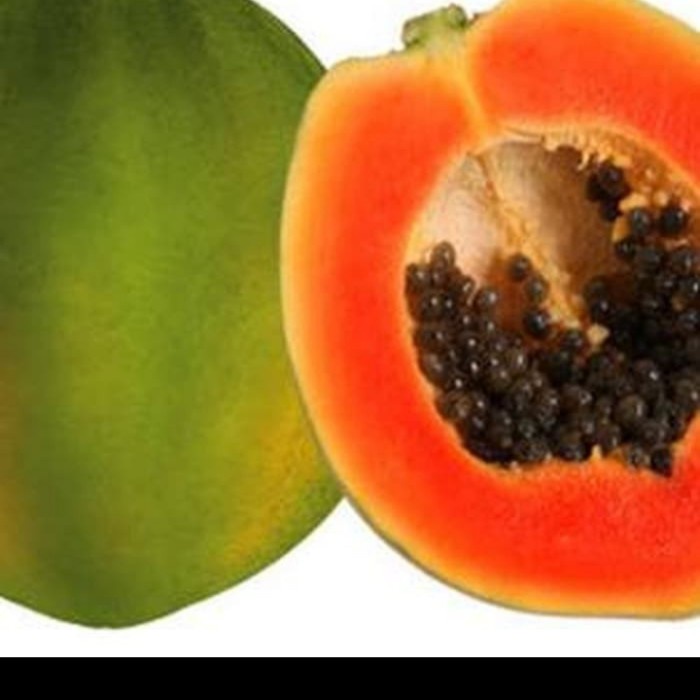 BIBIT PEPAYA HAWAI, POHON PEPAYA HAWAI SUPER EE33