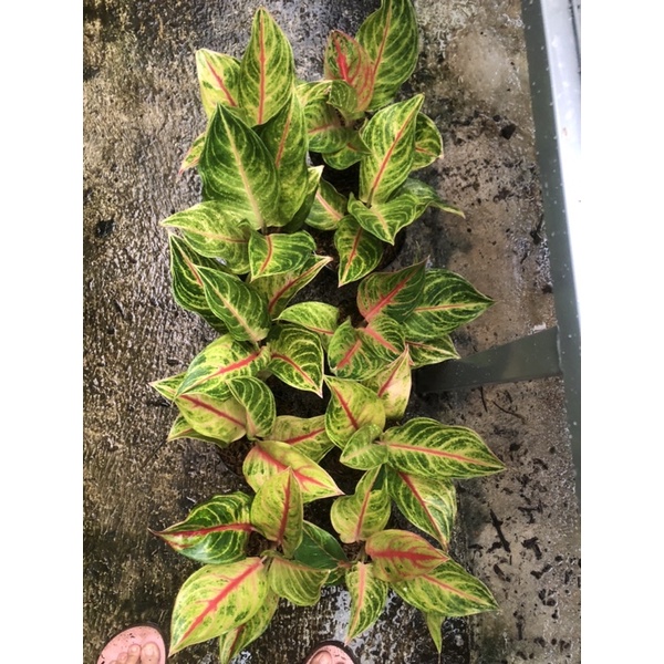 Aglaonema panama golden