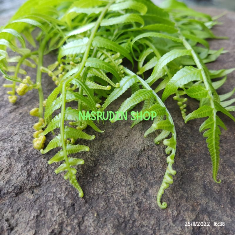 

DAUN PAKU SAYUR 10 TANGKAI | Diplazium esculentum | DAUN PAKIS SAYUR