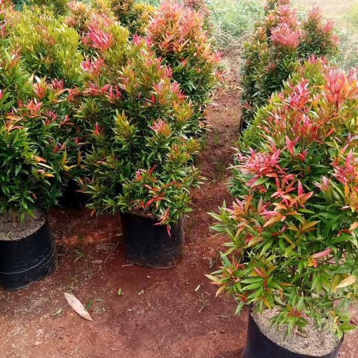 Harga pucuk merah 1 meter rimbun Terbaru Jul 2026 | BigGo Indonesia