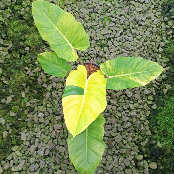 Philodendron Jungle Fever Variegata