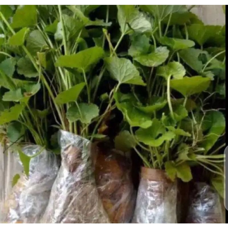 daun pegagan segar 1ikat