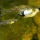 ikan cere pakan ikan gatul pakan untuk predator pakan ikan channa ikan cere pakan baby arwana