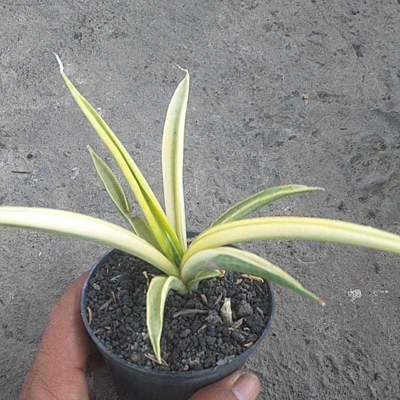 Sansieviera Gracilis varigata