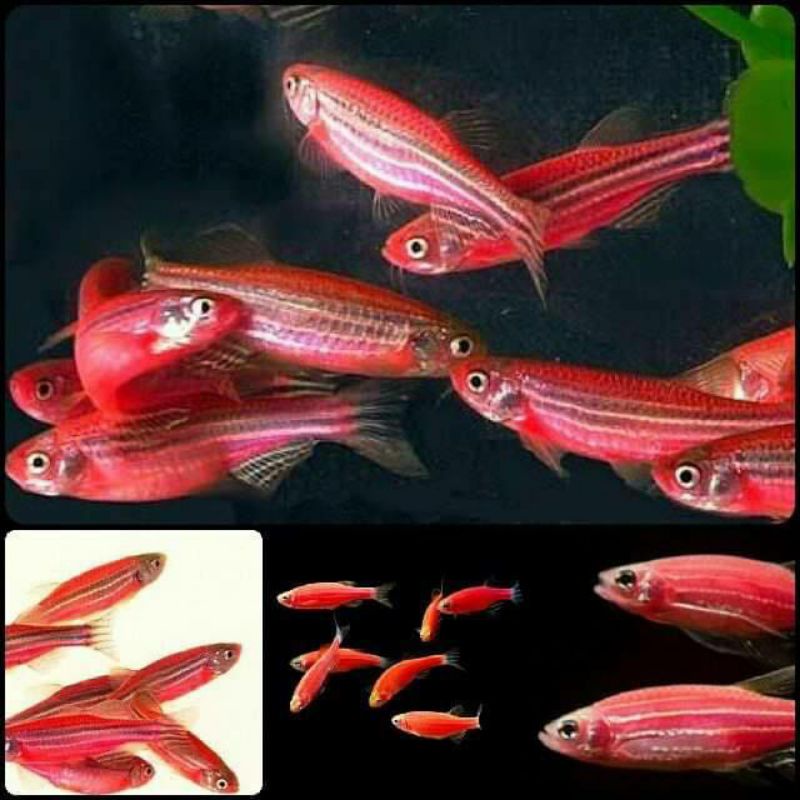 ikan danio glofish/ikan danio ikan zebra