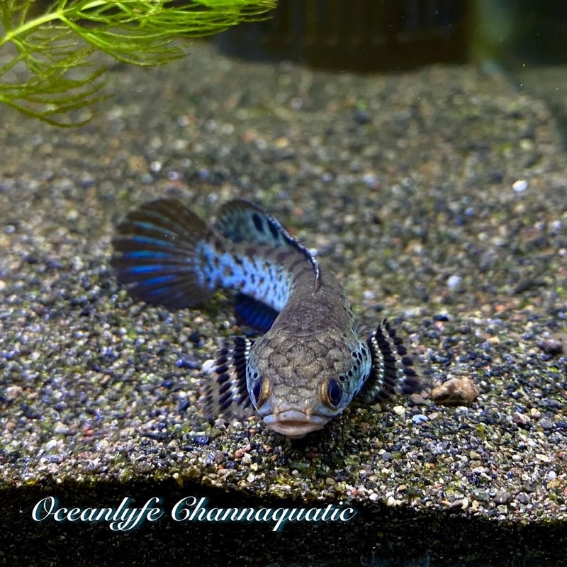 [BISA COD] ORNATIPINNIS YELLOW LIPS / ORNA YL PREMIUM