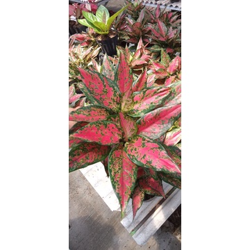 Aglonema Ruby Garuda batik ukuran remaja daun 6-8 (pembelian 10 pohon 9 ribuan)