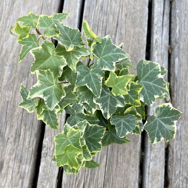 Tanaman Gantung Ivy English Variegata Kertas