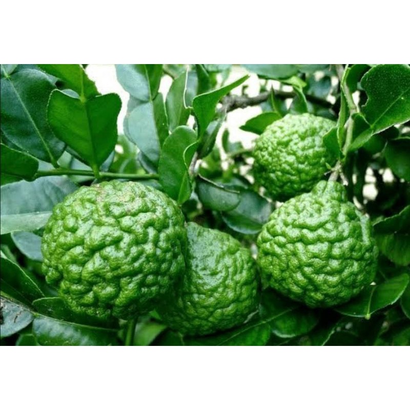 

jeruk purut lokal Fresh 200 gram