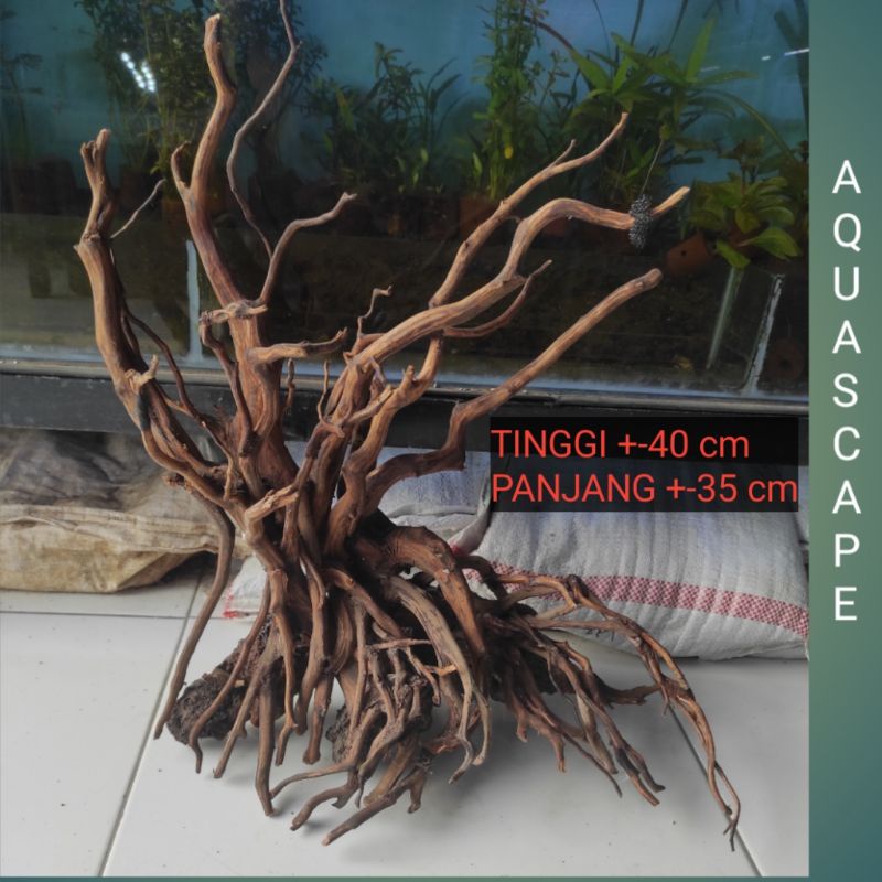 Kayu Aquascape natural bonsai besar