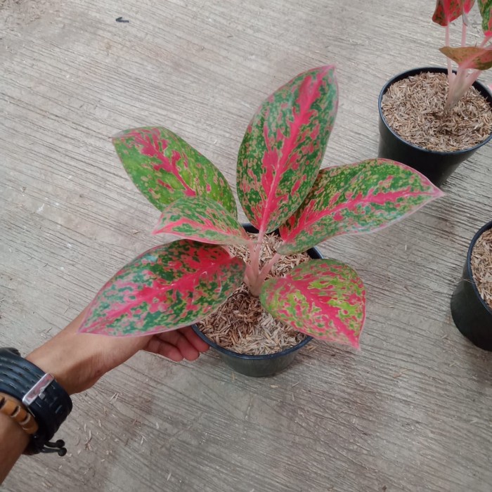 Tanaman hias aglonema red stardust/tanaman aglonema red stardust/pohon aglonema red stardust