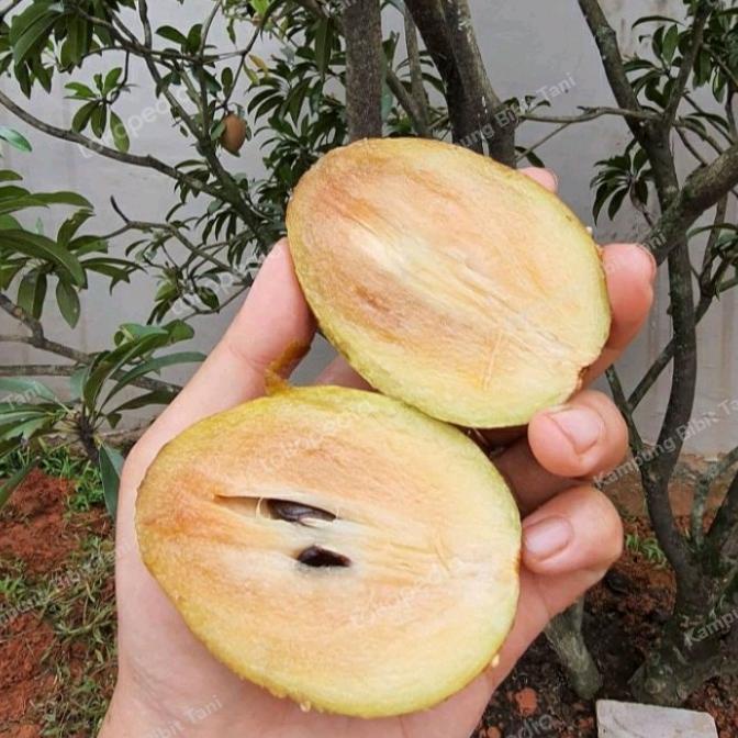 BIBIT SAWO MANILA MANIS SUDAH BERBUAH/BERBUNGA