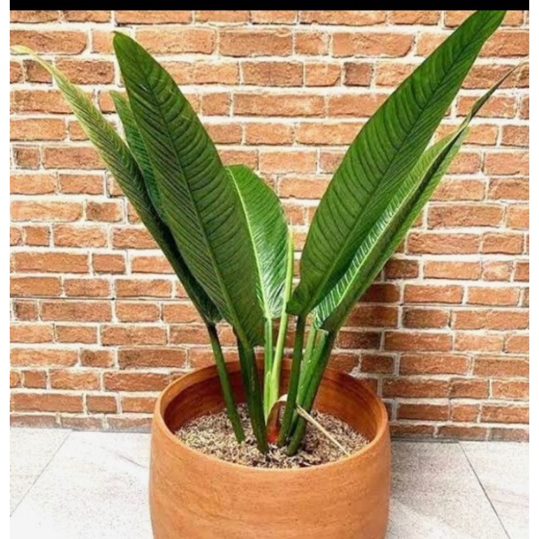 tanaman hias linet/tanaman hias linet