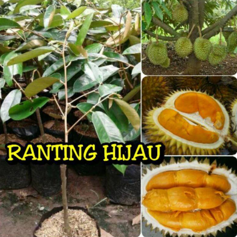 

ビ bibit durian tembaga emas て