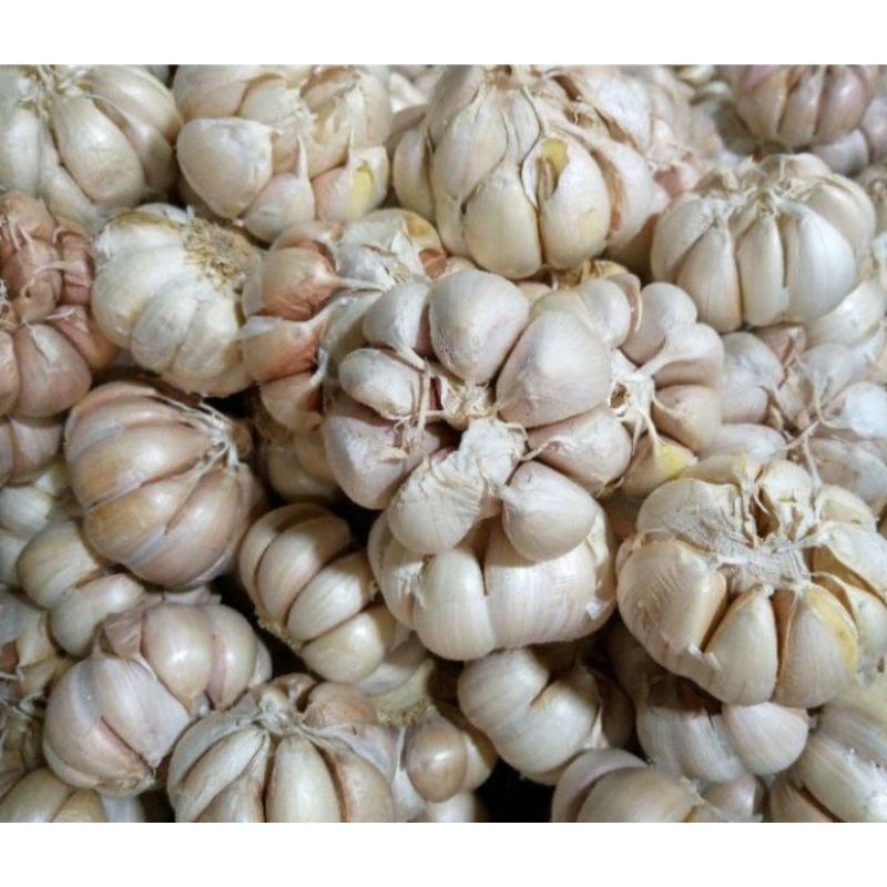 

Bawang Putih Honan / Banci