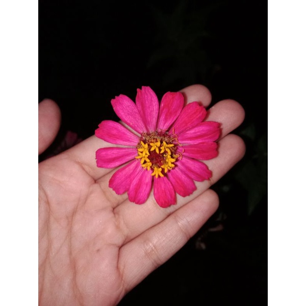 Bibit Bunga Zinnia