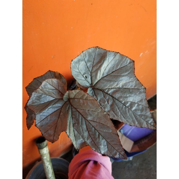 begonia rex silver