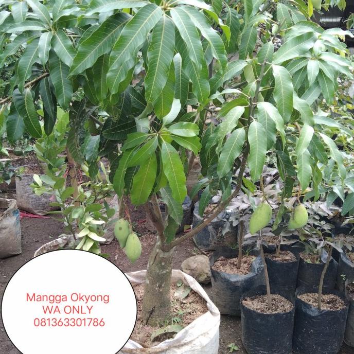 Bibit pohon Mangga Okyong Sudah Berbuah