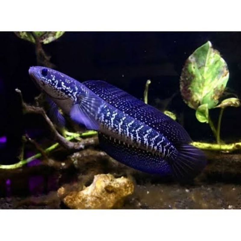 

chana Asiatika 8 9 10 cm galak lurr