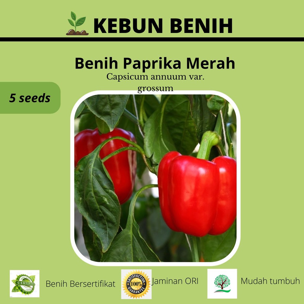 5 Benih Tanaman Paprika Merah/ Benih Red Paprika Kualitas Unggul