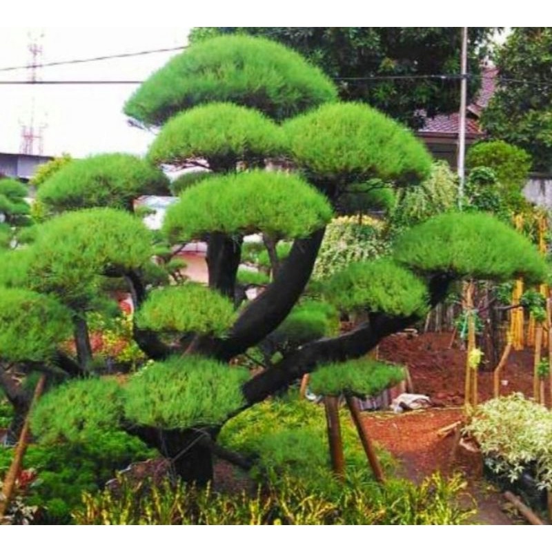 Tanaman Hias Bonsai Cemara Udang - pohon bonsai - Cemara udang tinggi 1 meter lebih