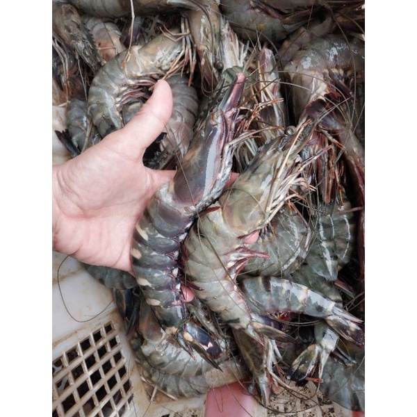 

Udang Pancet Reject (kepala udang patah dikit) 15-20