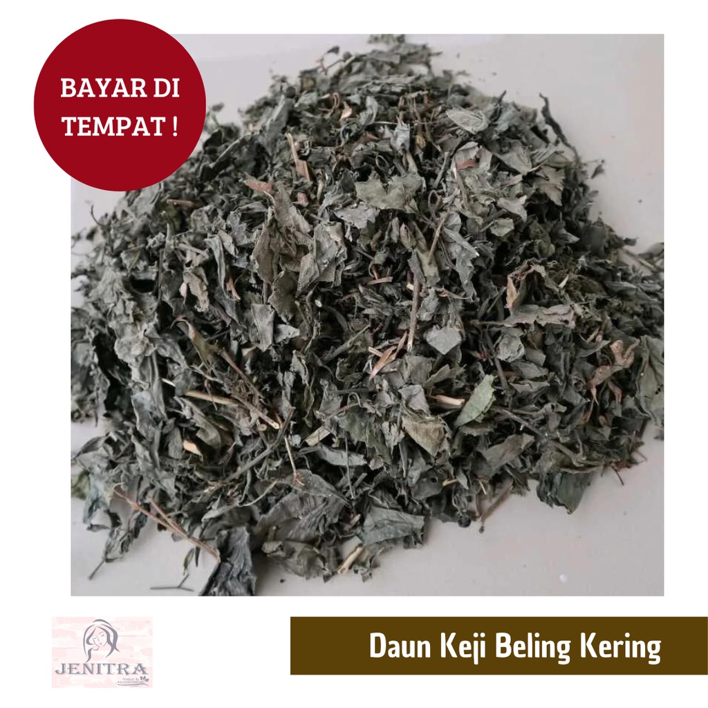 Jual Daun Keji Beling Kering Gr Bisa Cod Shopee Indonesia