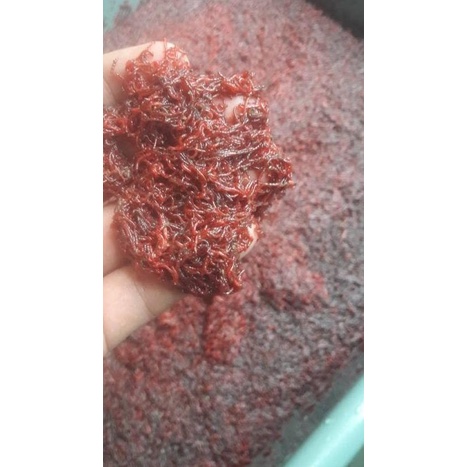 CACING DARAH BEKU (CABEK)