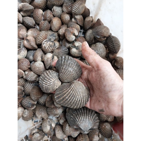 

Kerang Dara Hidup