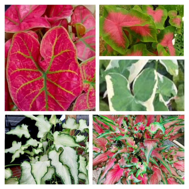 Caladium spider, white knight, wayang, keris, love pink, Tri colours, Totol merah, cat tumpah, kelad