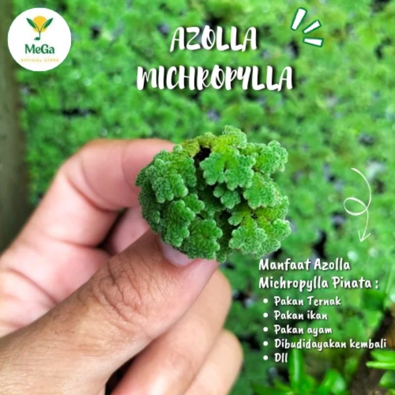 Azolla Michropylla Pinata 1KG