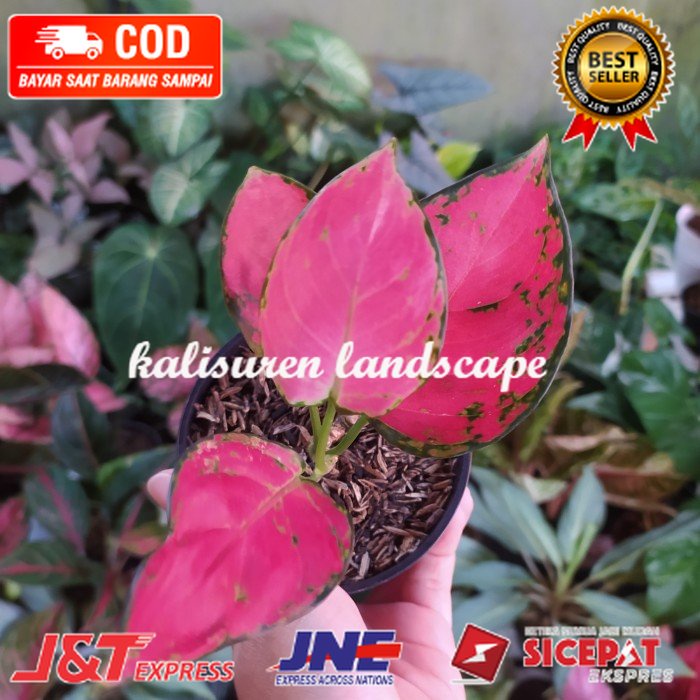 Aglonema red anjamani anakan