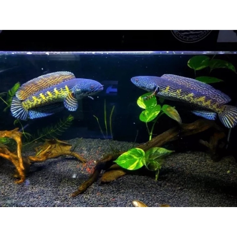 

BIG SALE !!! Chana Aurantimauculatta CB 5/6 cm 100% Original