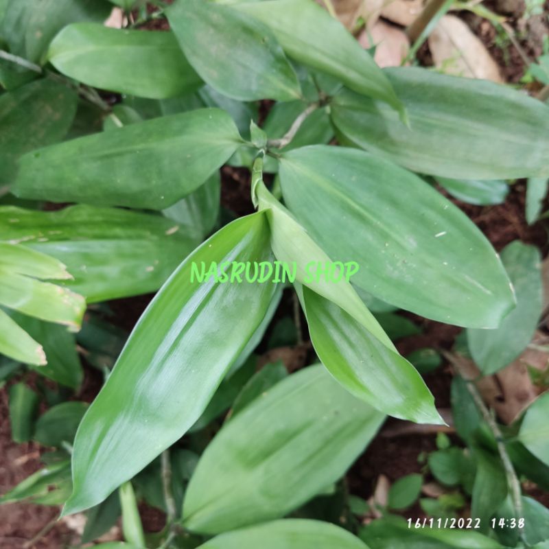 BIBIT BAMBU JEPANG POLOSAN | BIBIT BANGBU JEPANG DRACAENA SURCULOSA | TANAMAN HIAS BAMBU DARSENA JEP