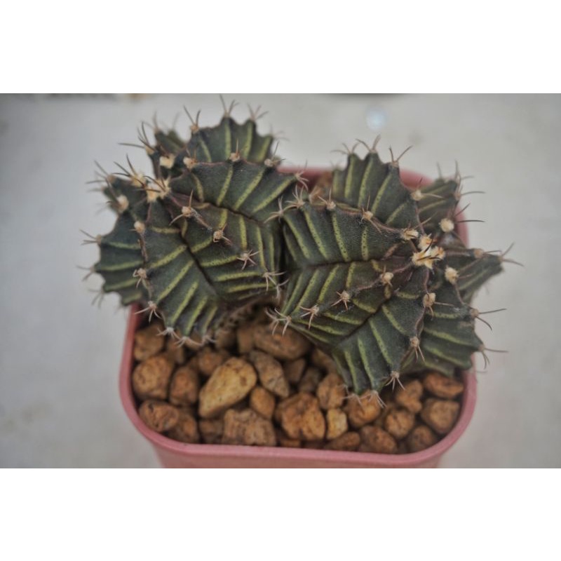 Kaktus Cactus Miha Hybrid Double Head