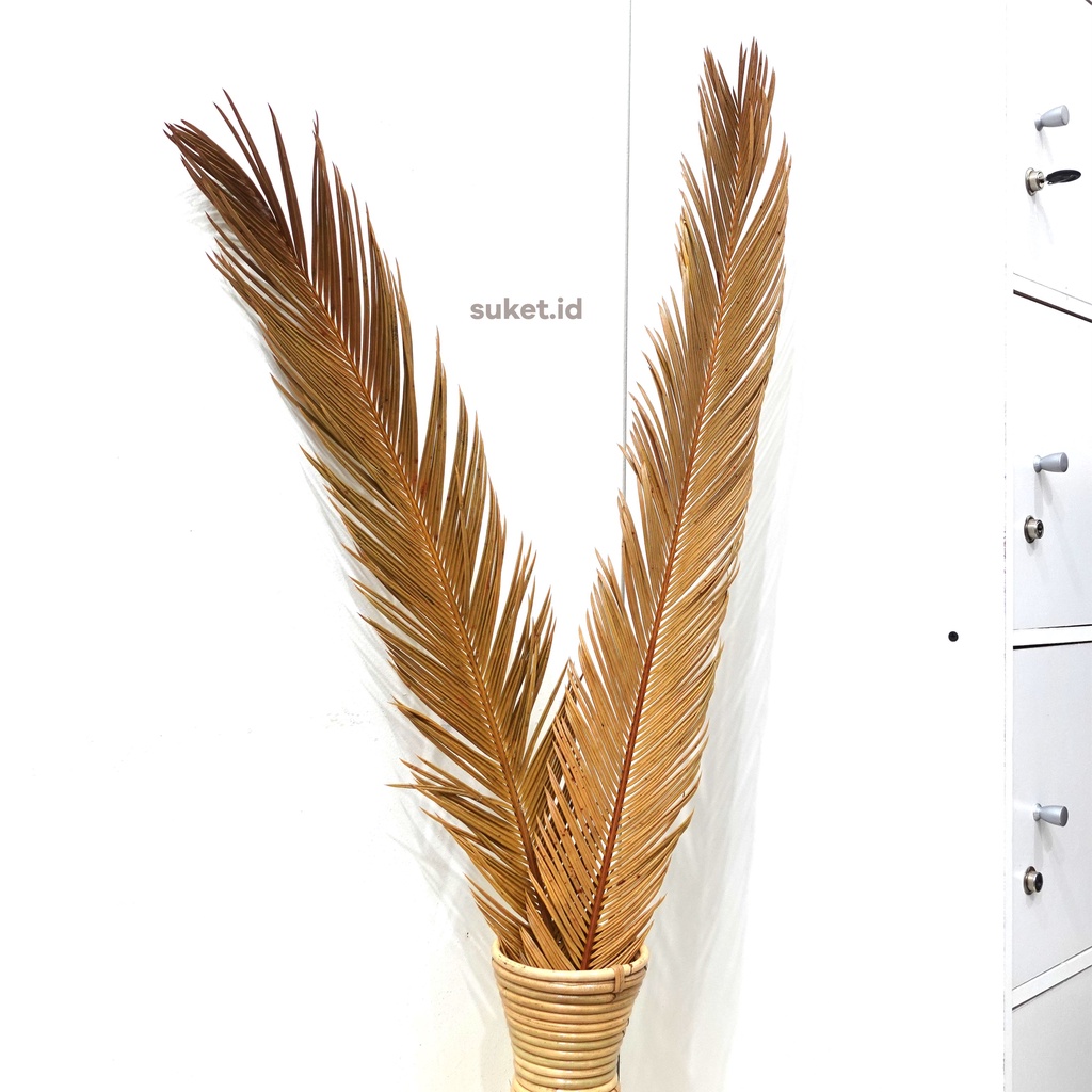 PALEM SIKAS KERING / DAUN PALEM SIKAS