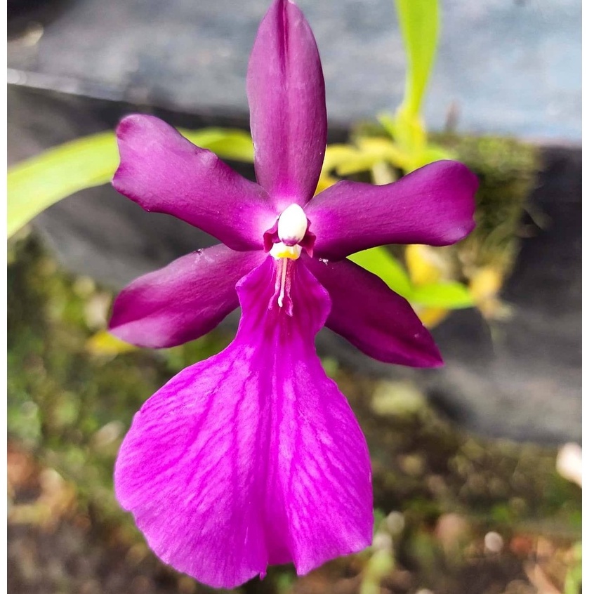 [ DEWASA ] MILTONIA SPECTABILIS: ANGGREK SPESIES ELEGAN DENGAN AROMA HARUM YANG KUAT