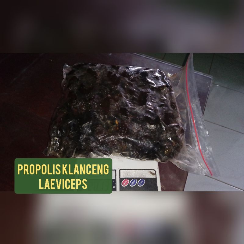 Propolis Klanceng/Kelanceng/kelulut/teuweul/trigona/kele/Bekas perasan laeviceps/itama/terminata