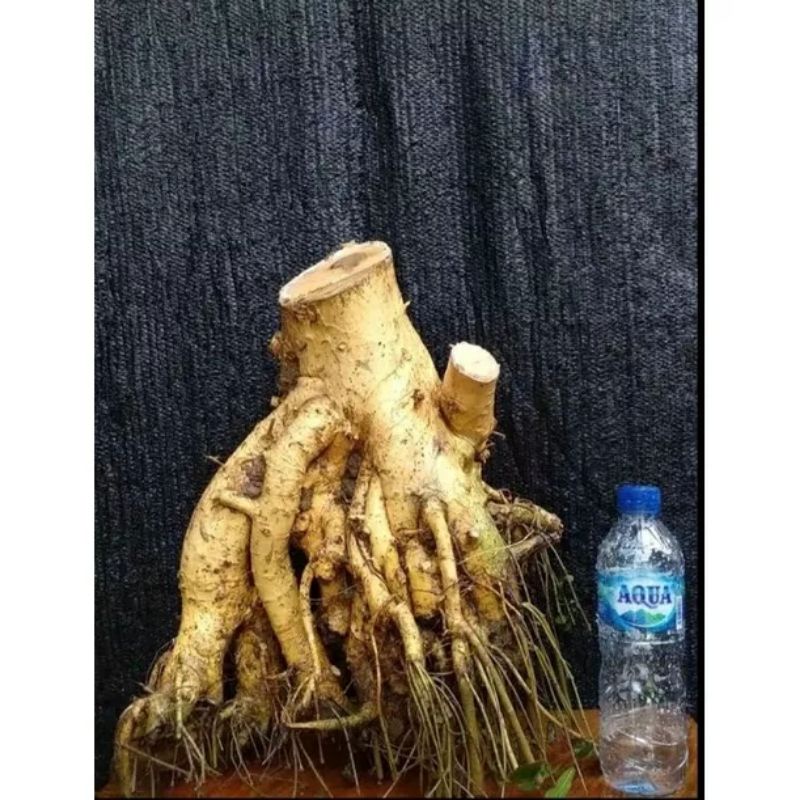 BAHAN BONSAI SERUT DANGKEL AKAR TERBALIK MURAH