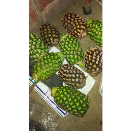 

Nanas Muda Asli paling dicari
