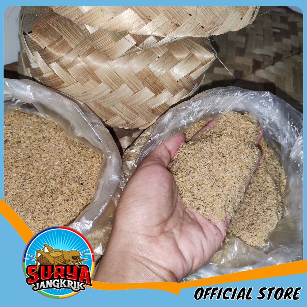 jual telur jangkrik bandung untuk budidaya jangkrik alam