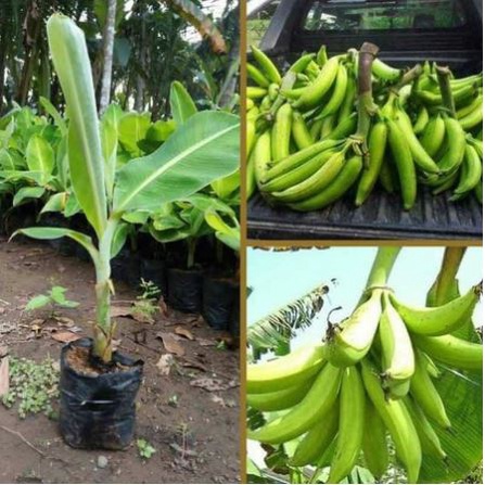 BIBIT PISANG TANDUK BONGGOL PISANG TANDUK TANAMAN PISANG BIBIT PISANG BIBIT PISANG UNGGUL