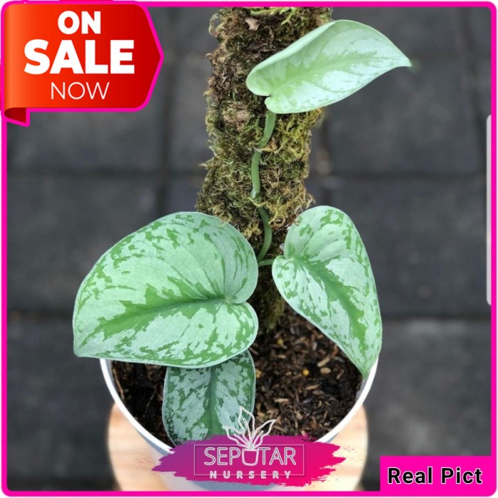 (BISA COD) scindapsus exotica - tanaman hias scindapsus exotica